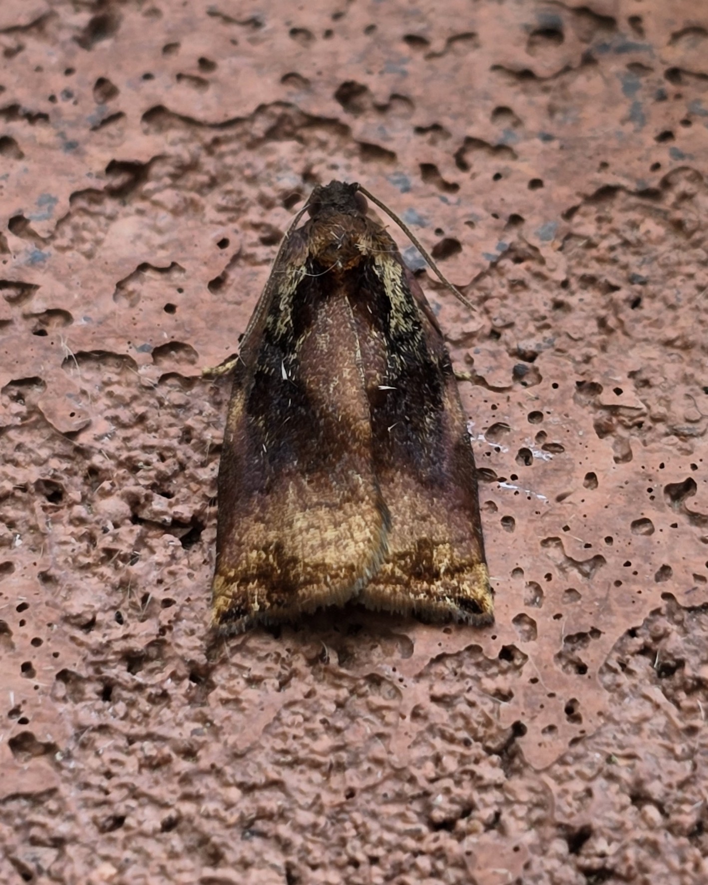 Photo of Large Fruit-tree Tortrix (Archips podana)